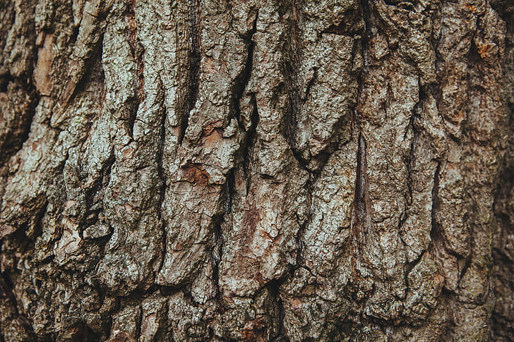 kôra, Angličtina oak, francúzsky dub, pedunculate dubová, dub letný, kôra, kmeňových