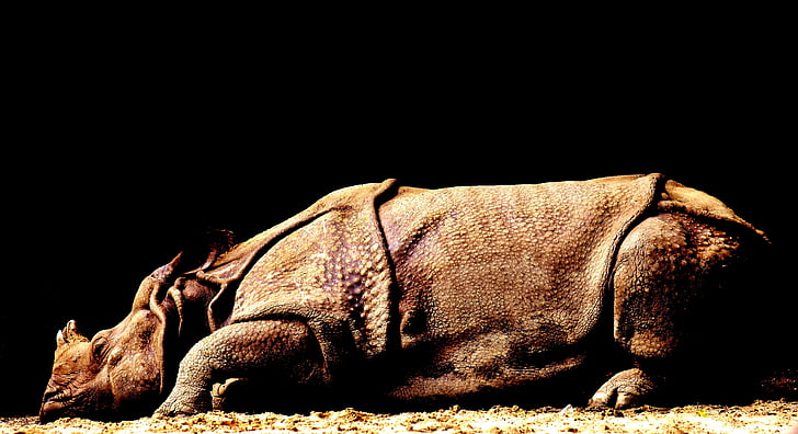 Rhino, vilda djur, naturfotografering, stora spelet, djur, Sydafrika, Zoo