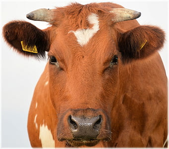 公牛, 小牛, 农场, 动物, 母牛, 农业, 牲畜