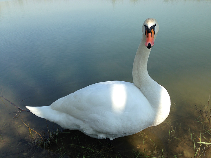 Swan, dyreliv, fuglen, eleganse, grasiøs, Lake, halsen