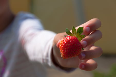strawberries, hand, child, fruit, berries, human body part, human hand