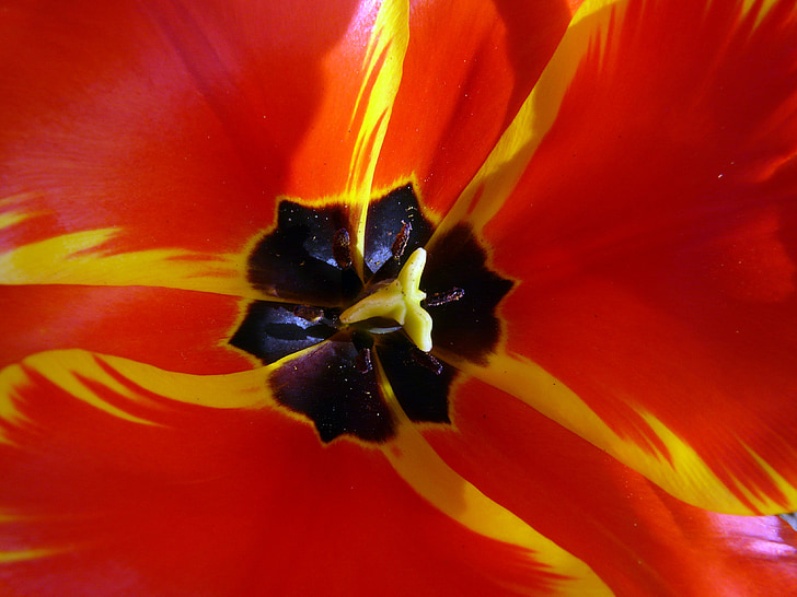 tulip cup, tulip, blossom, bloom, colorful, orange red, spring