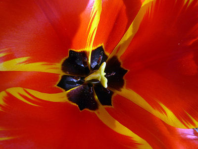 Tulip Piala, Tulip, Blossom, mekar, warna-warni, merah oranye, musim semi