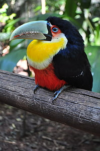 นก, tucano, บราซิล, นก, ธรรมชาติ, ขนาดใหญ่พวย, ป่า