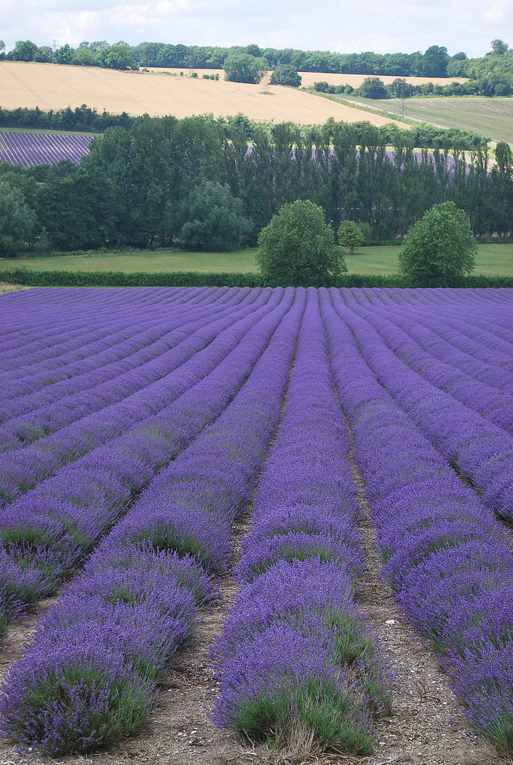 lavender field, plants, agriculture, violet, aroma, blossom, rural