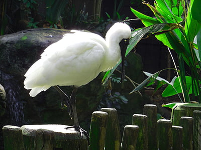Crane, hvit kran, fuglekikking, natur, fuglen