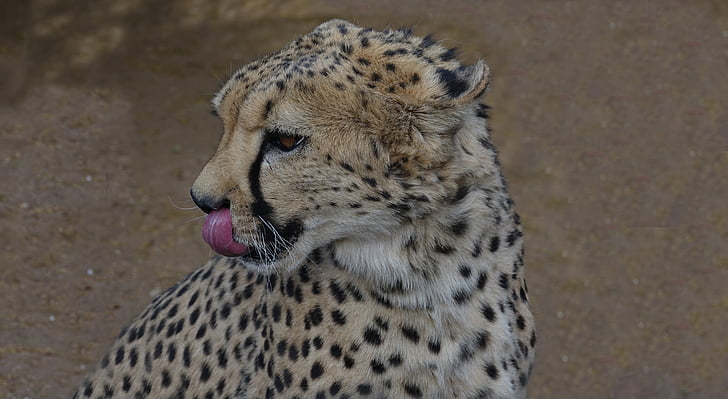 Leopard, Botswana, Żbik, Afryka, park narodowy, dzikich zwierząt, Gepard