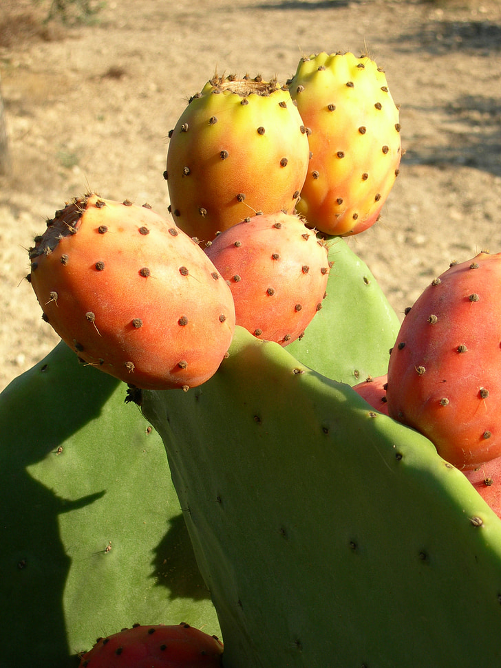 Cactus, plant, fruit, prickly pear, netelige, doornen, Sharp