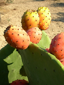 kaktus, závod, ovoce, opuncie, trnitá, trny, ostré