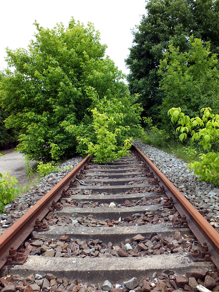 chemin de fer, semblait, train, envahi par la végétation