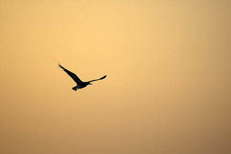 bird, sunset, sky, light, orange, eventide, seagull