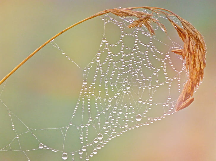 close-up, cobweb, dew, macro, spiderweb, trap, waterdrops