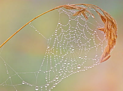 Lähikuva, seitti, Dew, makro, hämähäkinverkko, ansa, vesipisarat