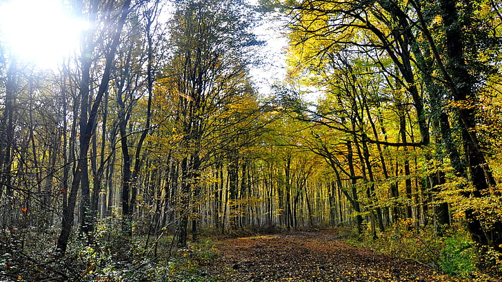 jesień, lasu, Natura