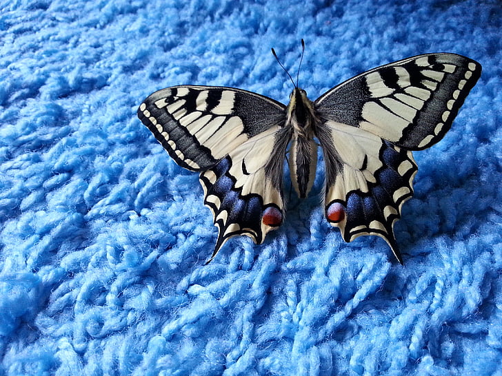 cola de Milano, mariposa, azul