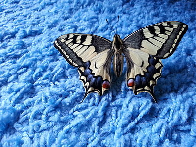 Zwaluwstaart, vlinder, blauw
