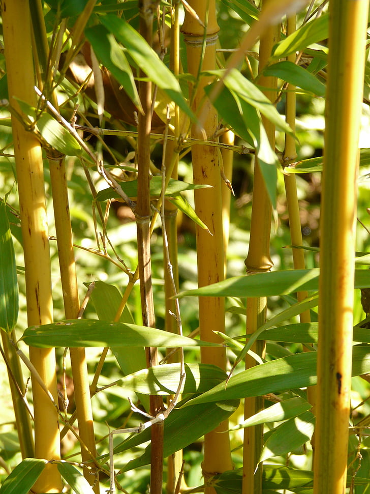 μπαμπού, κόμβος μπαμπού, χρυσό μπαμπού σωλήνα, Κίτρινο μπαμπού, μπαμπού κήπο, aureocaulis, φυτό