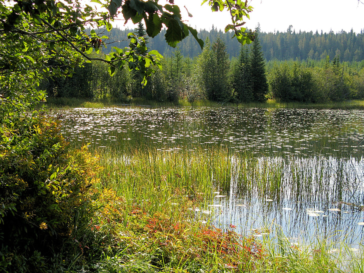 villmark, vannkanten, Lake, naturskjønne, utendørs, BC, britisk columbia
