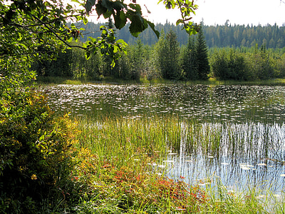 villmark, vannkanten, Lake, naturskjønne, utendørs, BC, britisk columbia