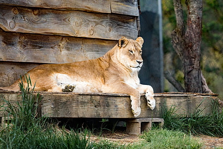 Лъв, лъвица, Каролина Тигър спасяване, Pittsboro nc, животните, дива природа, котка