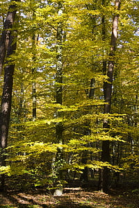 meža, zelta, oktobris, rudens, gaiša, dzeltena, lapu koku mežs
