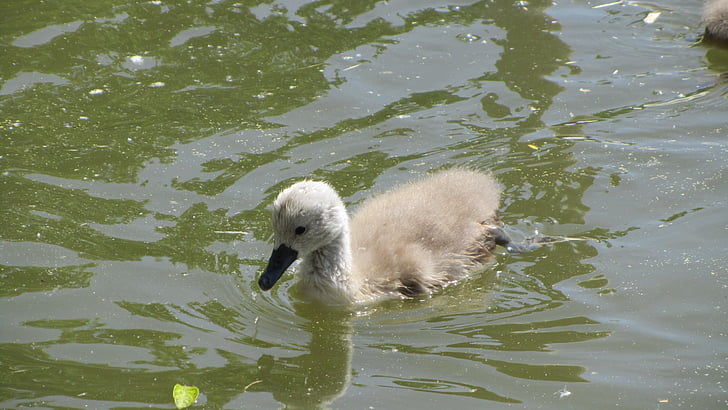 Swan Inggris, labuťátko, Swan, Cub, air, burung, burung air