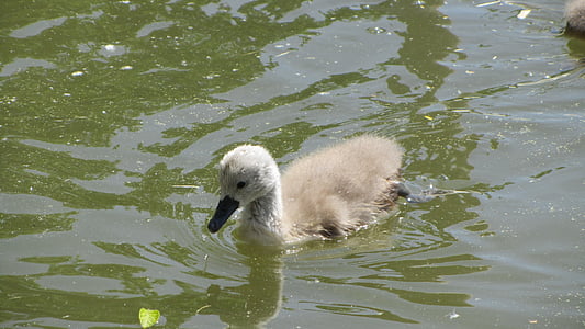 Swan Inggris, labuťátko, Swan, Cub, air, burung, burung air