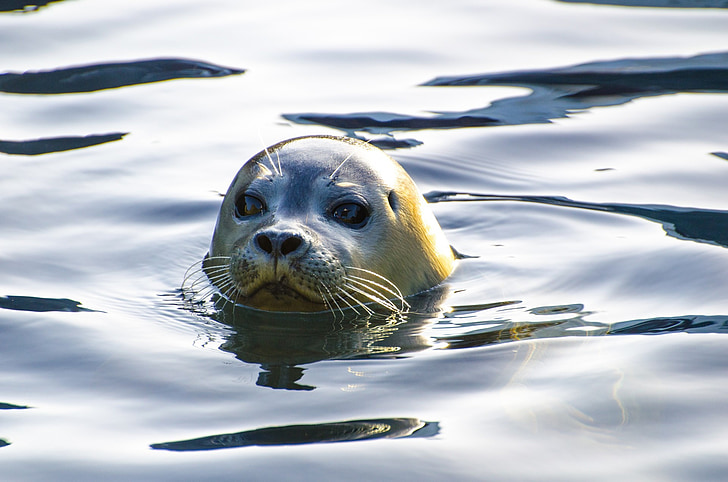 Seal, grå, djur, Nordsjön, vild-djur, hotade, juvenil