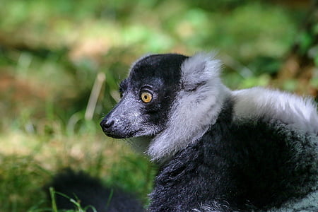 lemur, animal, wild, zoo, maki, madagascar, hair