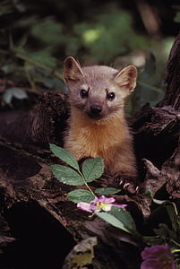 marten, wildlife, plants, branches, nature, outside, animal