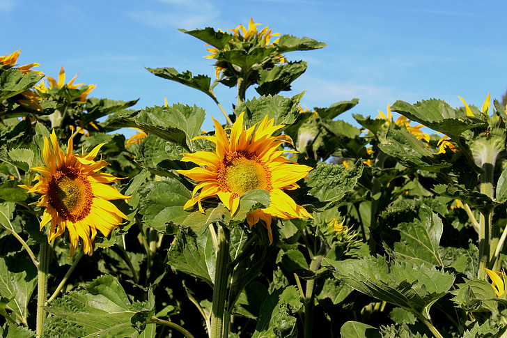 bunga matahari, bidang bunga matahari, sinar matahari, kuning, daun, gloss, langit