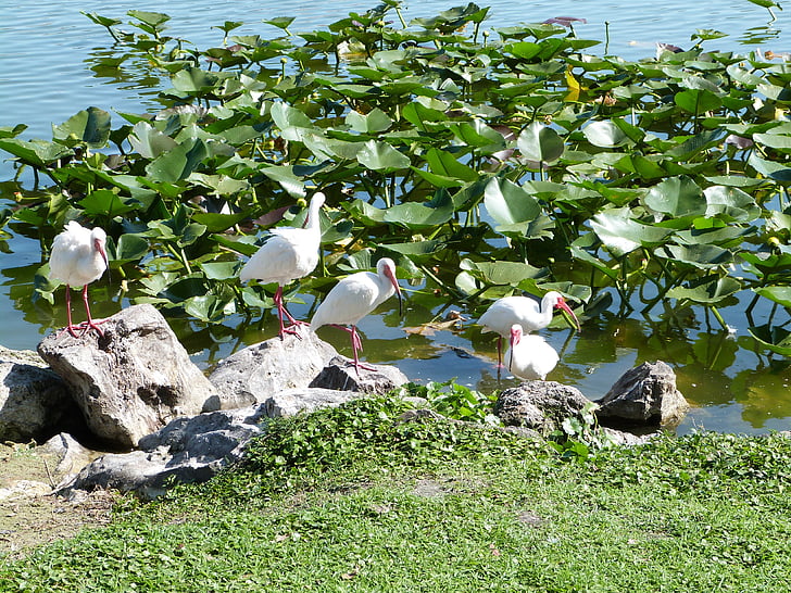 valge ibis, linde, Wildlife, Ibis, linnuvaatlus, Florida