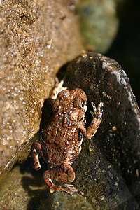 frog, toad, amphibian, wildlife, wild, biology, environment