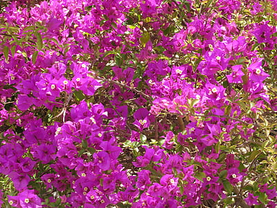 부겐빌레아, 꽃, 꽃의 바다, 핑크, 여름
