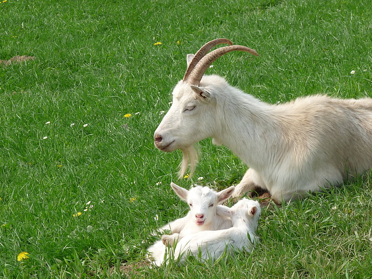 goats, kid, domestic goat