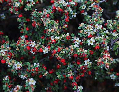punaiset marjat, kasvin marjoja, Berry ja bush, punainen ja valkoinen, valkoiset kukat, kukkiva pensas, kausi