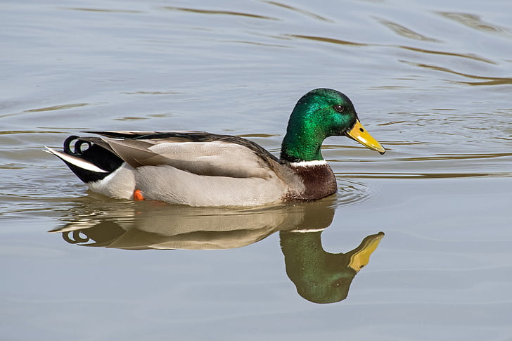 Duck, Gråand, vand, refleksion, et dyr, animalske dyreliv, dyr i naturen