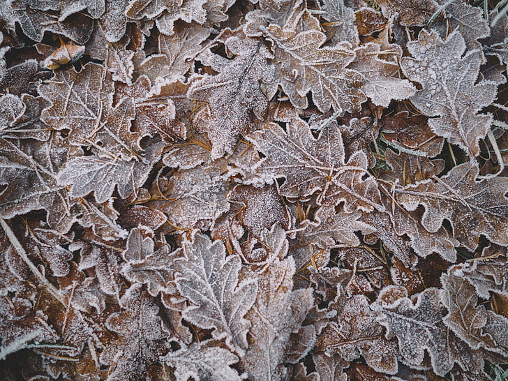 siva, listi, od blizu, fotografija, listov, sneg, pozimi