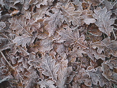 grijs, Bladeren, Closeup, foto, blad, sneeuw, winter