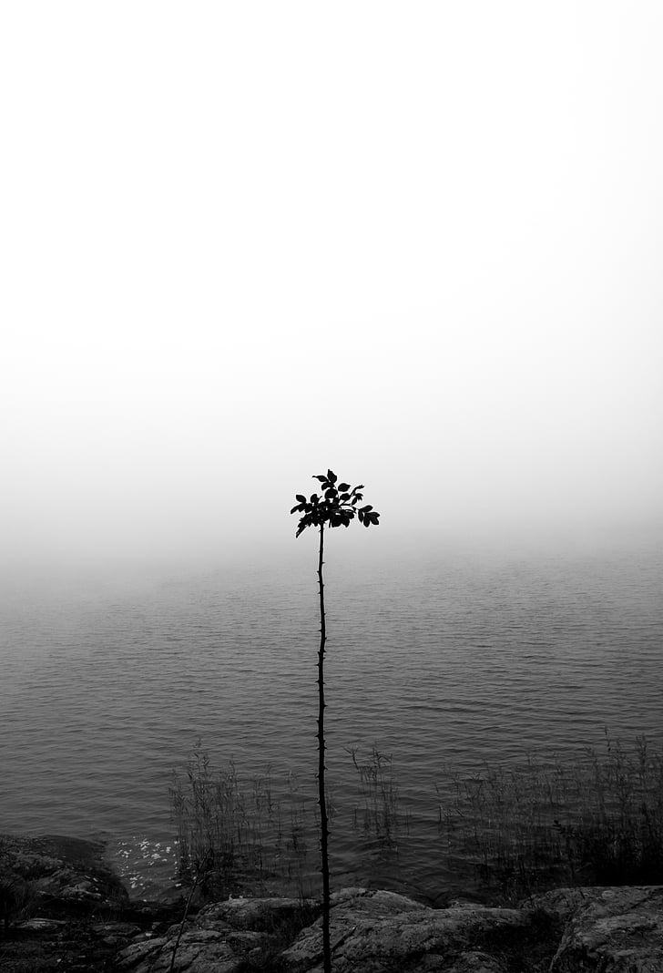 grayscale, photo, plant, body, water, nature, ocean
