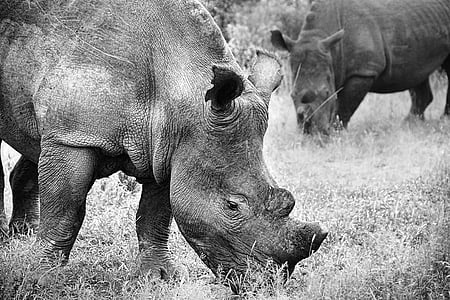 Rhino, dierenwereld, Pachyderm, zoogdier, groot wild, neushoorn, Safari