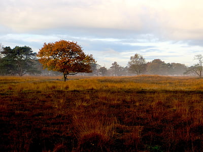 delleboersterheide, autumn, fog, foggy, tree, color, nature