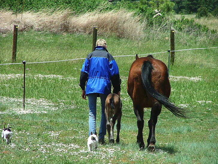 mare, foal, birthday, horse, rear view, domestic animals, livestock