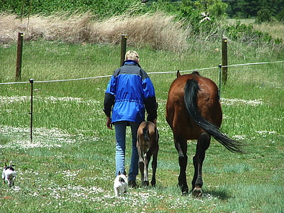 mare, poltre, aniversari, cavall, vista del darrere, animals domèstics, Ramaderia