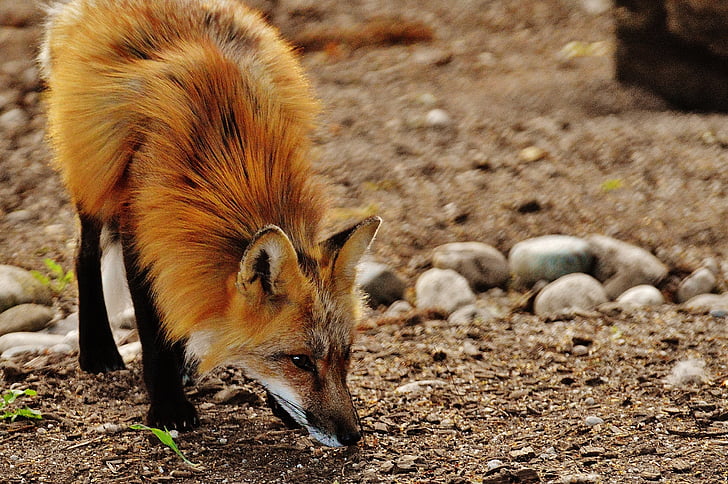 Fuchs, divlje životinje, Grabežljivac, Životinjski svijet, šumske životinje, priroda, biljni i životinjski svijet parka