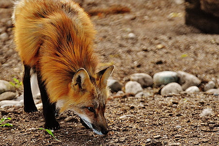 Fuchs, divoké zvíře, predátor, Svět zvířat, lesní zvířata, Příroda, Wildlife park