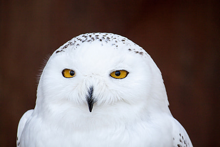 снежна сова, птица, бухал, бяло, жълти очи, животните, клюн