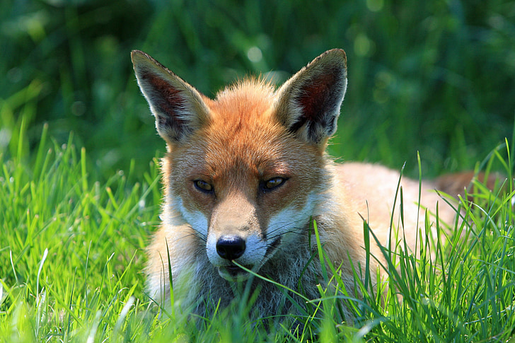 Fox, červená, odpočíva, tvár, vedúci, detail, portrét