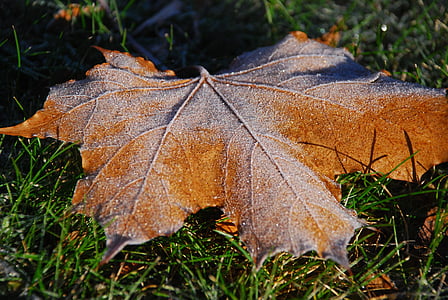 autumn, leaf, fallen leaves, orange, autumn leaves