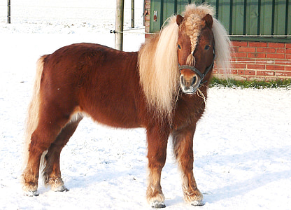 häst, ponny, betesmark, snö, landskap, hingst, Fox